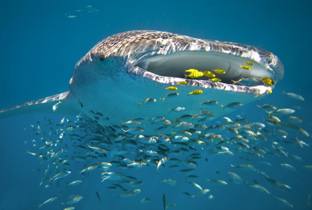 Sal Salis Ningaloo Reef Hotel Exmouth Exterior foto